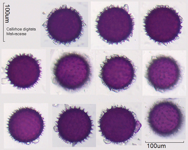 Pollen von Callirhoe digitata