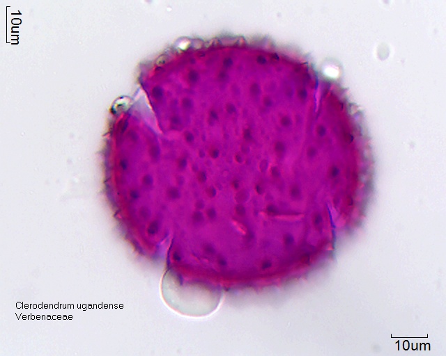 Pollen von Clerodendrum ugandense
