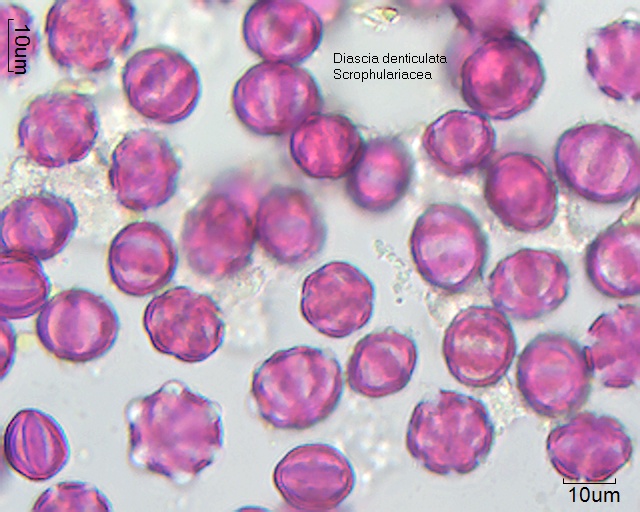 Diascia denticulata – Pollen-Wiki