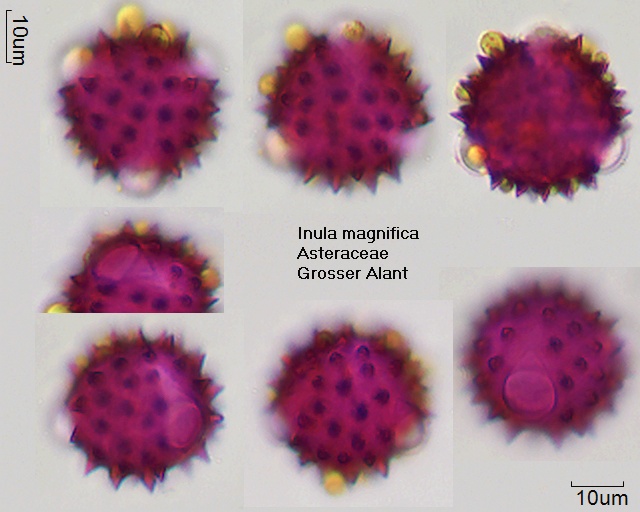 Pollen von Inula magnifica