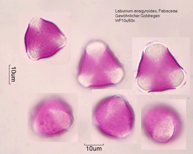 Pollen von Laburnum anagyroides