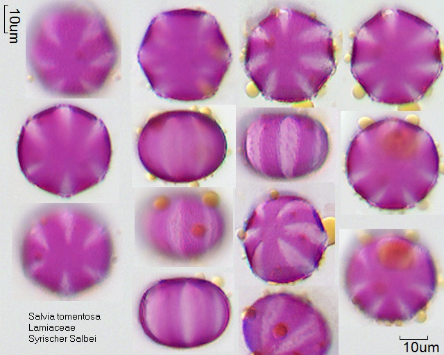 Pollen von Salvia tomentosa