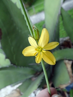 VEcheandia terniflora.JPG
