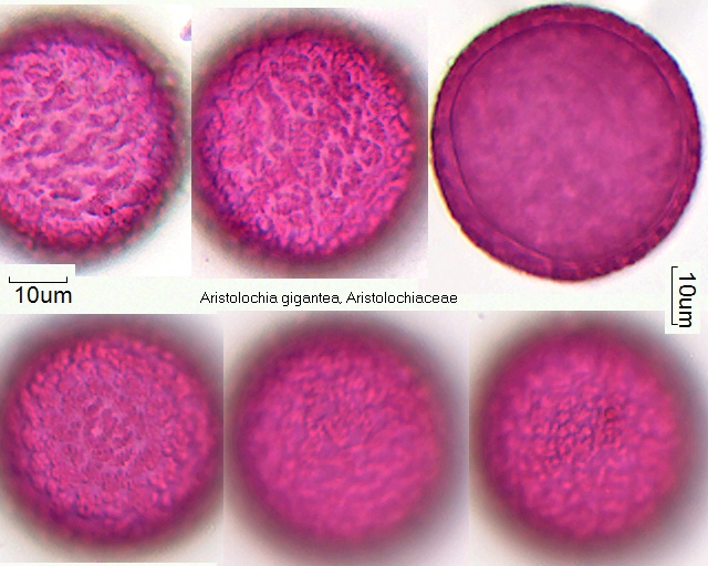 Pollen von Aristolochia gigantea, 18-022