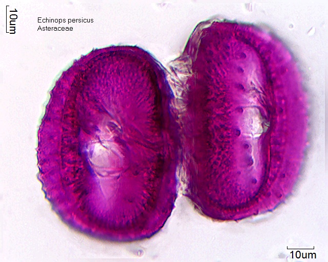 Pollen von Echinops persicus