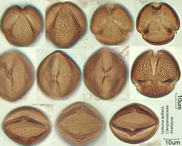 Acetolysierter Pollen von Isotoma axillaris, A-026