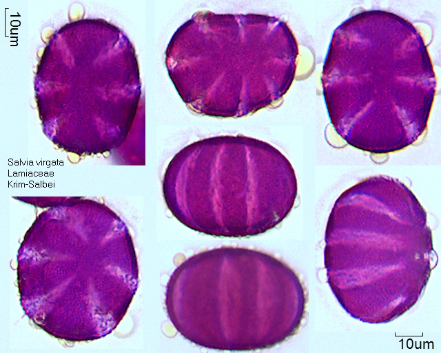 Pollen von Salvia virgata