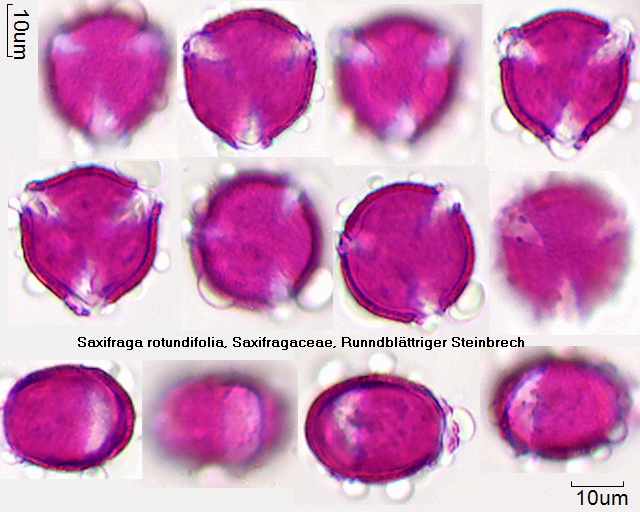 Pollen von Saxifraga rotundifolia