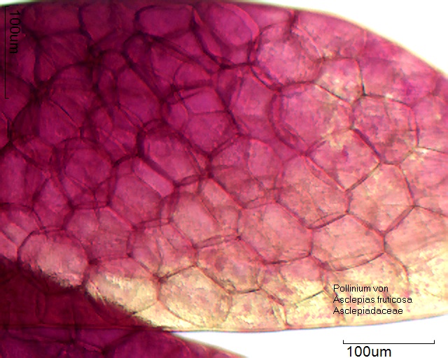 Zellen des Polliniums von Asclepias fruticosa