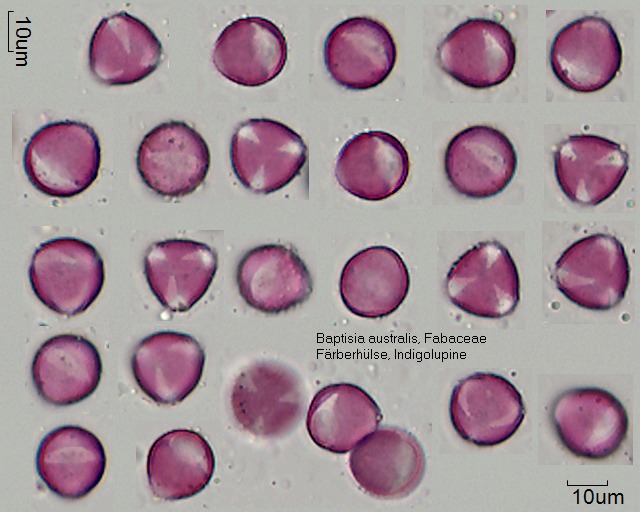 Pollen von Baptisia australis.jpg