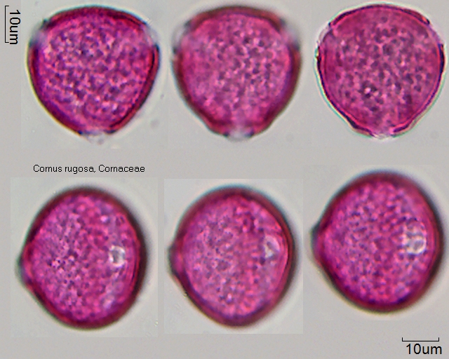 Pollen von Cornus rugosa