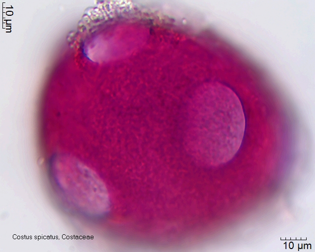 Pollen von Costus spicatus