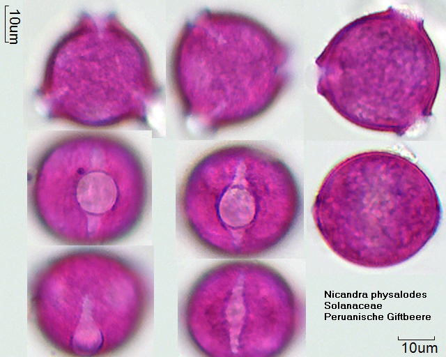 Pollen von Nicandra physalodes