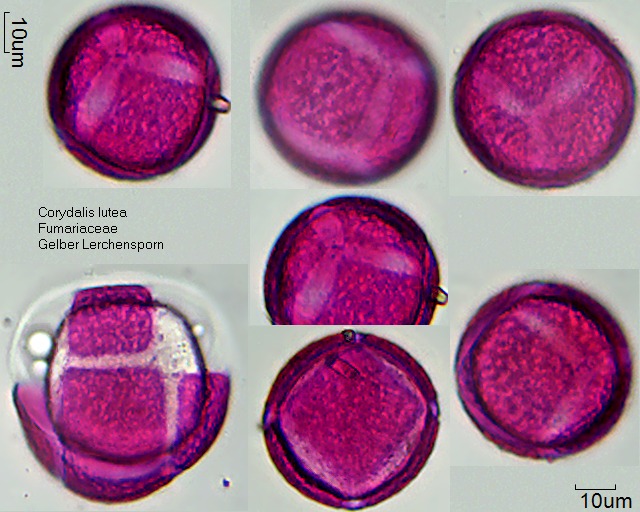 Pollen von Corydalis lutea, 9-052