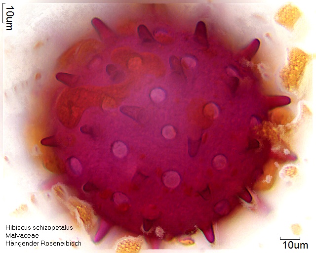 Pollen von Hibiscus schizopetalus