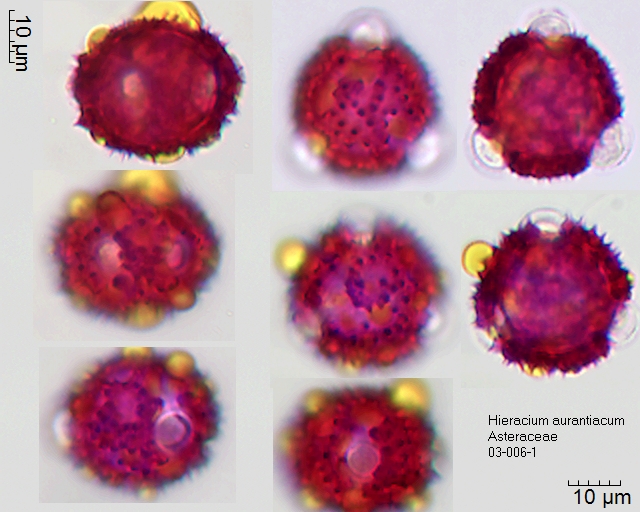 Pollen von Hieracium aurantiacum, 3-006-1