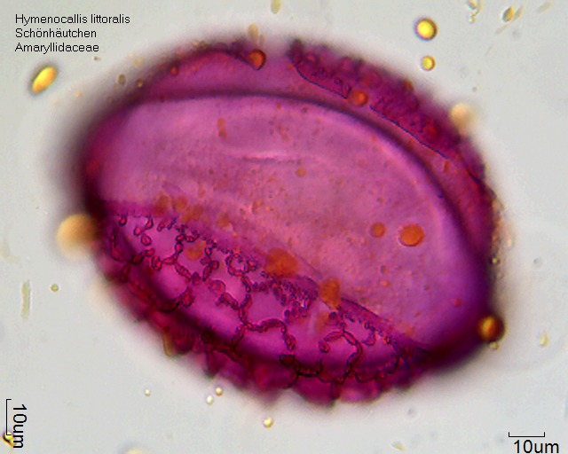 Pollen von Hymenocallis littoralis