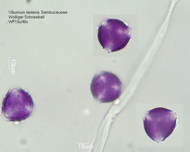 Viburnum lantana (2).jpg
