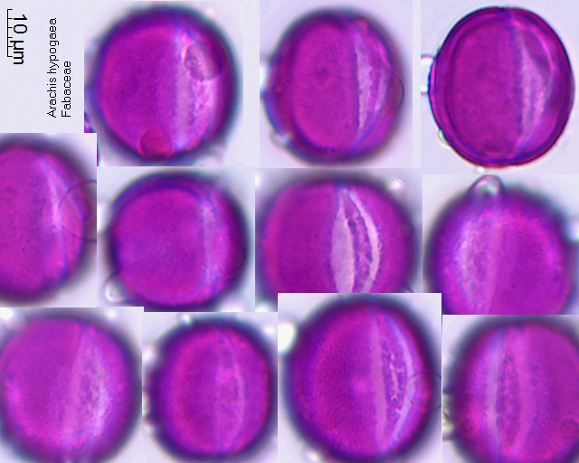 Datei:Arachis hypogaea (1).jpg