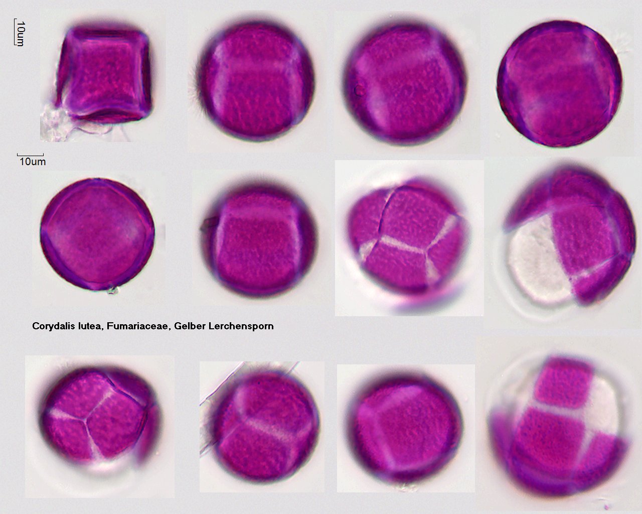 Pollen von Corydalis lutea, 9-052