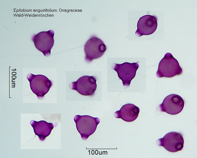 Pollen von Epilobium angustifolium