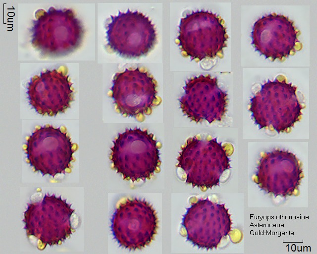 Pollen von Euryops athanasiae