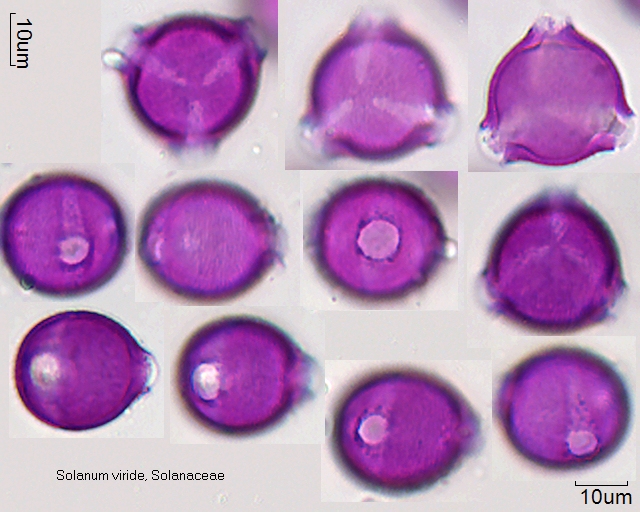 Pollen von Solanum viride