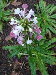 VMorina longifolia.JPG