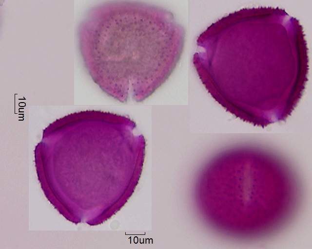 Pollen von Abelia grandiflora, 4-054