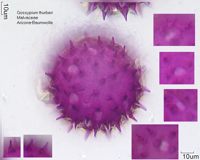 Pollen von Gossypium thurberi