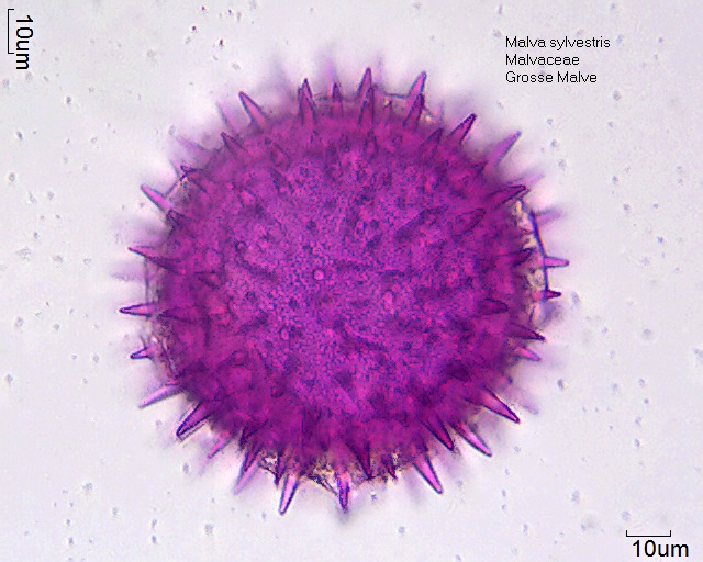 Pollen von Malva sylvestris