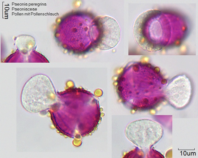 Keimende Pollen von Paeonia peregrina mit Pollenschlauch