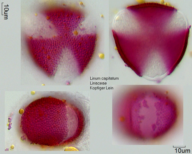Pollen von Linum capitatum