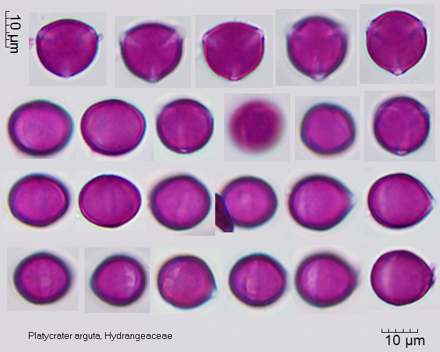Pollen von Platycrater arguta