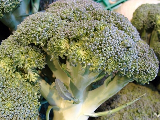 Datei:VBrassica oleracea(Broccoli).JPG