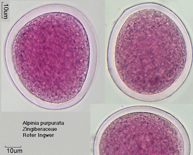 Pollen von Alpinia purpurata