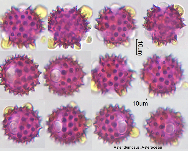 Pollen von Aster dumosus
