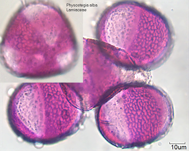 Pollen von Physostegia alba