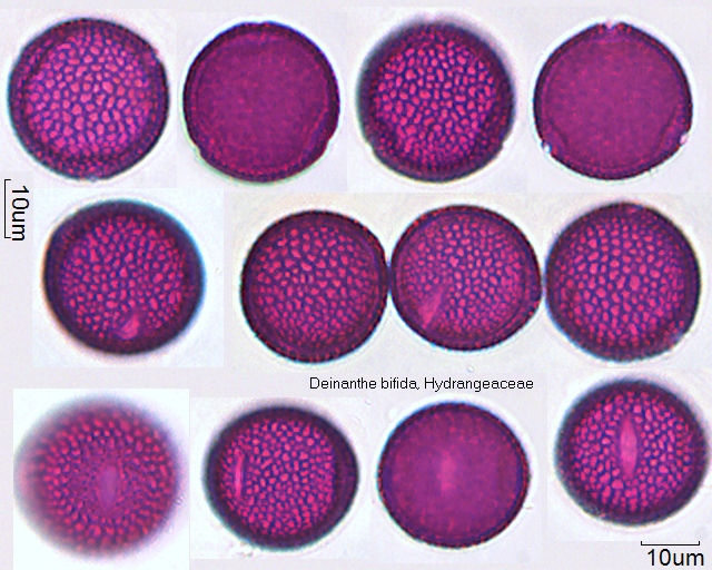 Pollen von Deinanthe bifida