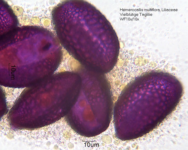 Datei:Hemerocallis multiflora (1).jpg