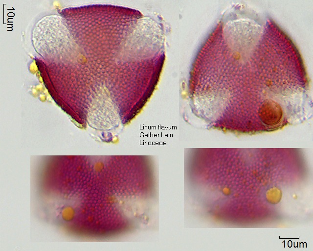 Pollen von Linum flavum