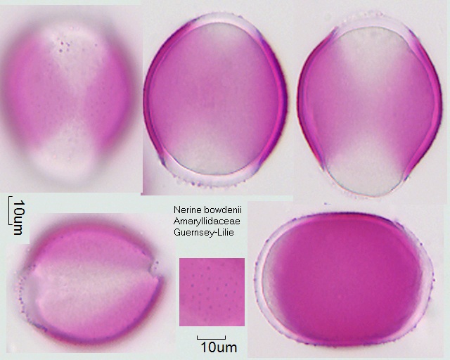 Pollen von Nerine bowdenii