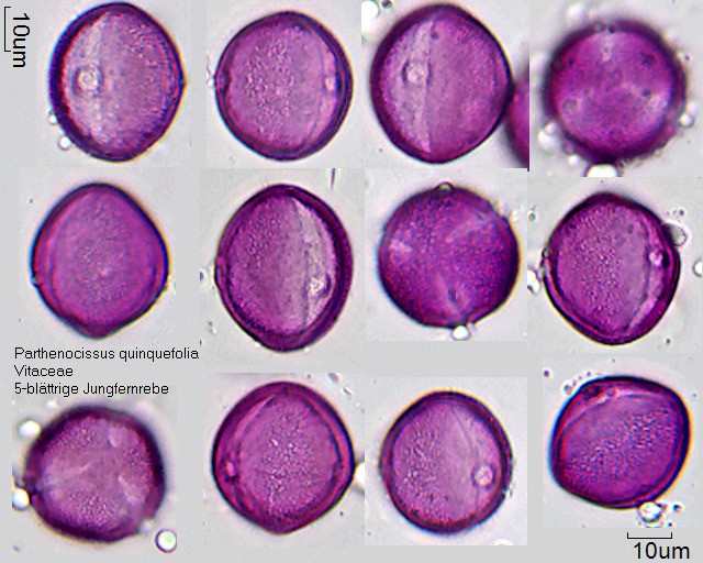 Pollen von Parthenocissus quinquefolia