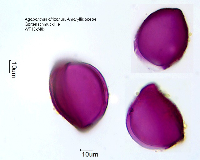 Pollen von Agapanthus africanus