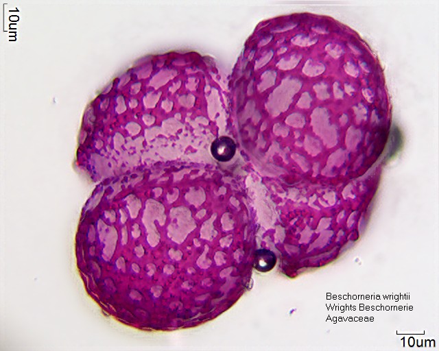 Pollen von Beschorneria wrightii