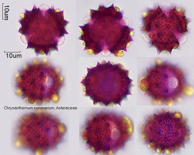 Pollen von Chrysanthemum coronarium