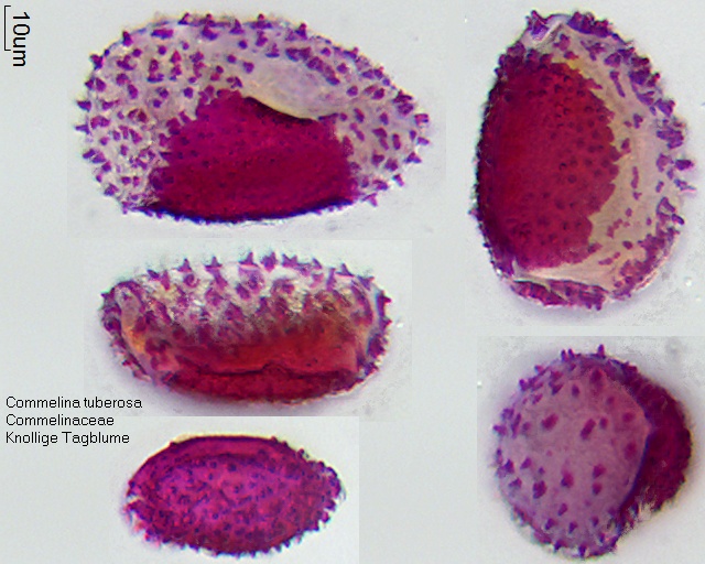 Pollen von Commelina tuberosa 1