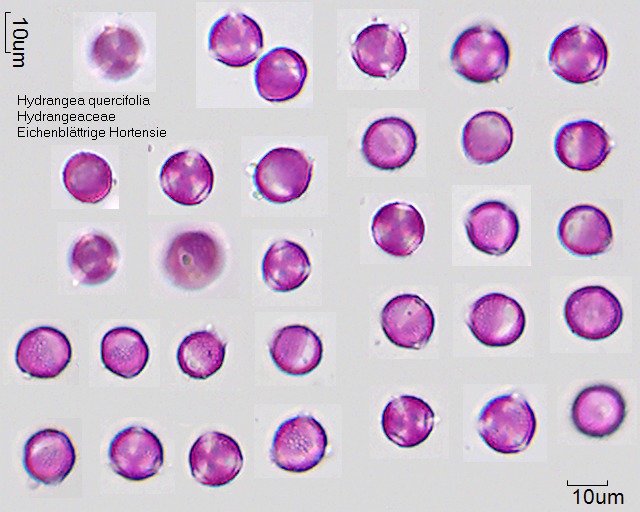Pollen von Hydrangea quercifolia