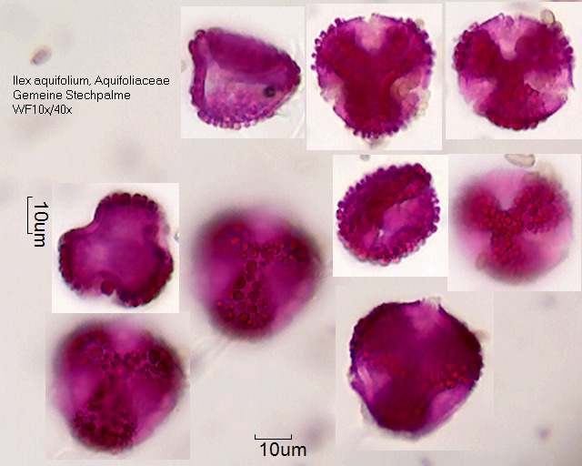 Pollen von Ilex aquifolium, leicht eingetrocknet, 2-085