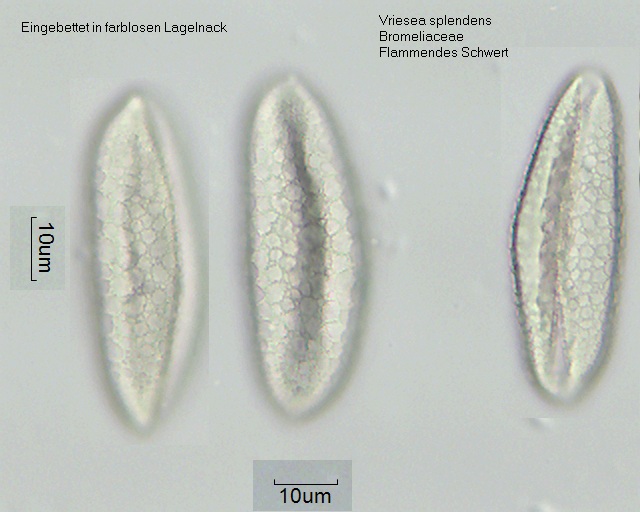 Datei:Vriesea splendens in Nagellack.jpg